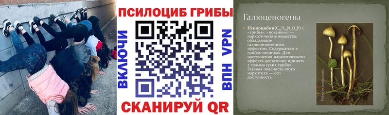 Купить  Вышний Волочёк  Псилоцибиновые грибы Psilocybe 